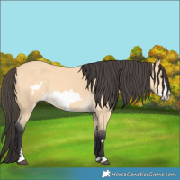 Horse Color:Buckskin Frame