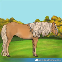 Horse Color:Palomino