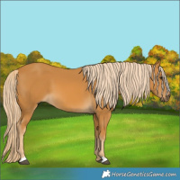 Horse Color:Palomino 