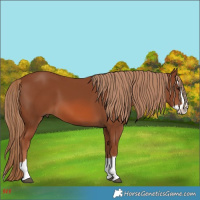 Horse Color:Chestnut Splash 