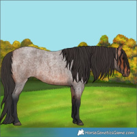 Horse Color:Bay Roan