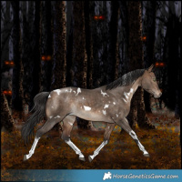 Horse Color:White Spotted Bay Dun Rabicano Brindle 