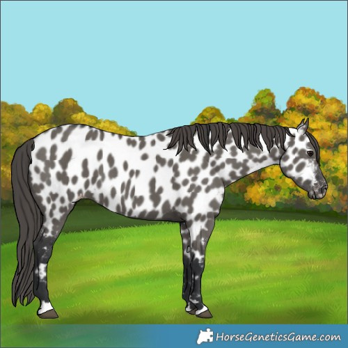 Horse Color:Grullo Appaloosa 