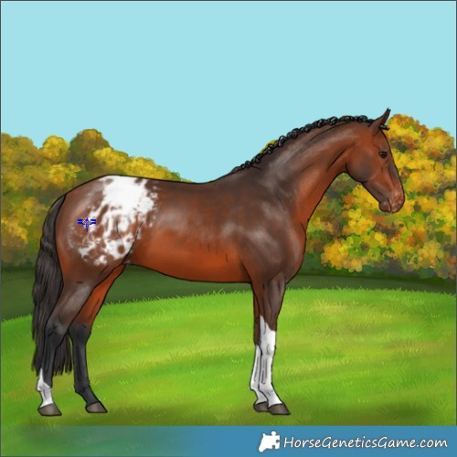 Horse Color:Bay Tobiano Blanket 