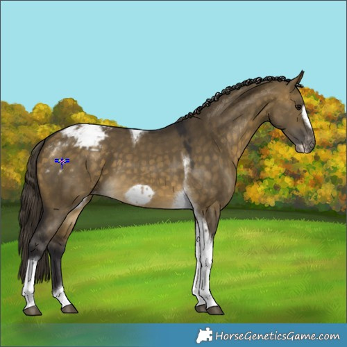 Horse Color:Buckskin Dun Tobiano Frame Snowcap 