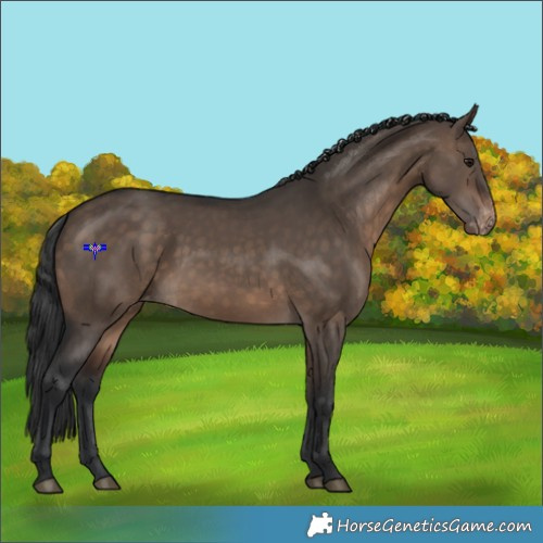 Horse Color:Brown Dun Appaloosa 