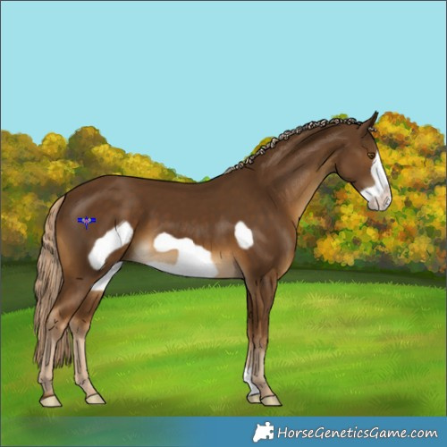 Horse Color:Chocolate Palomino Frame 