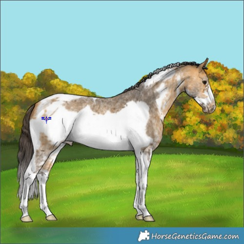 Horse Color:Buckskin Sabino Tobiano Frame 