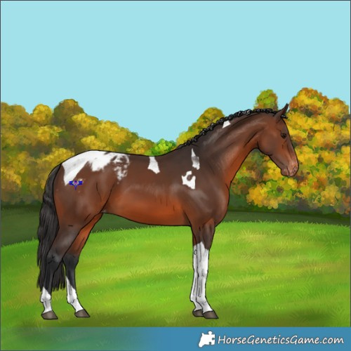 Horse Color:Brown Tobiano Blanket 