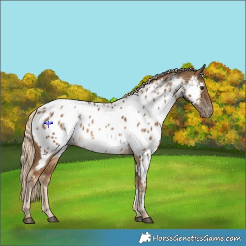 Horse Color:Chocolate Palomino Near Leopard 