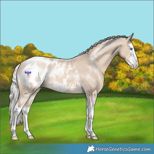 Horse Color:Cremello Splash Appaloosa 