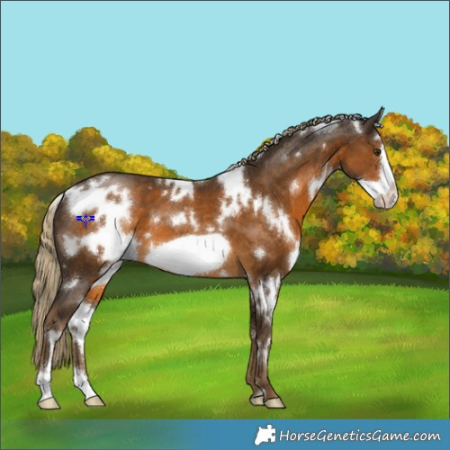Horse Color:White Spotted Chocolate Palomino Frame 