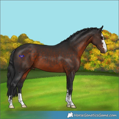 Horse Color:Brown 