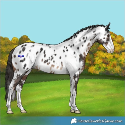 Horse Color:Liver Chestnut Sabino Appaloosa 