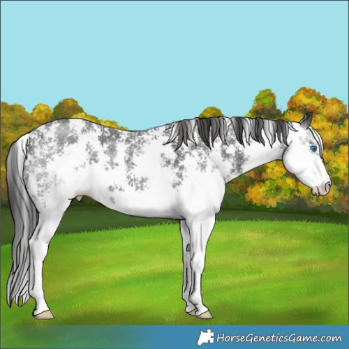 Horse Color:Black Sabino Splash 