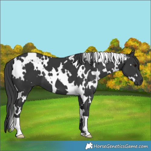 Horse Color:White Spotted Black 