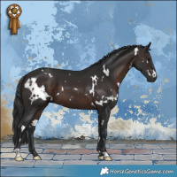 Horse Color:White Spotted Brown 