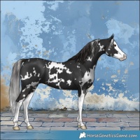 Horse Color:White Spotted Liver Chestnut Splash 