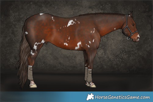 Horse Color:White Spotted Liver Chestnut Tobiano 