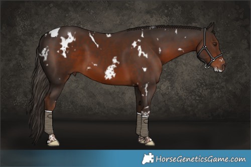 Horse Color:White Spotted Liver Chestnut Tobiano 