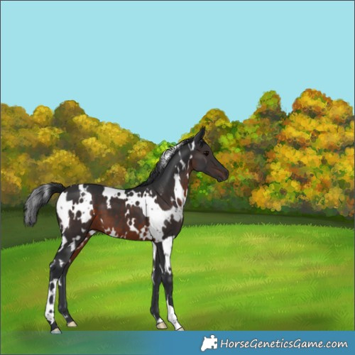 Horse Color:White Spotted Brown 