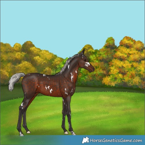 Horse Color:White Spotted Silver Brown 