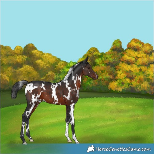 Horse Color:White Spotted Brown 