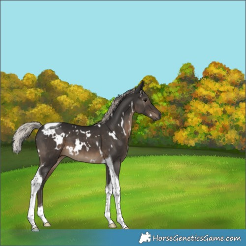 Horse Color:Gray White Spotted Silver Black Tobiano 