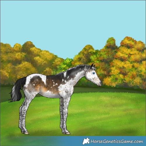 Horse Color:Gray White Spotted Buckskin Splash Tobiano Varnish 