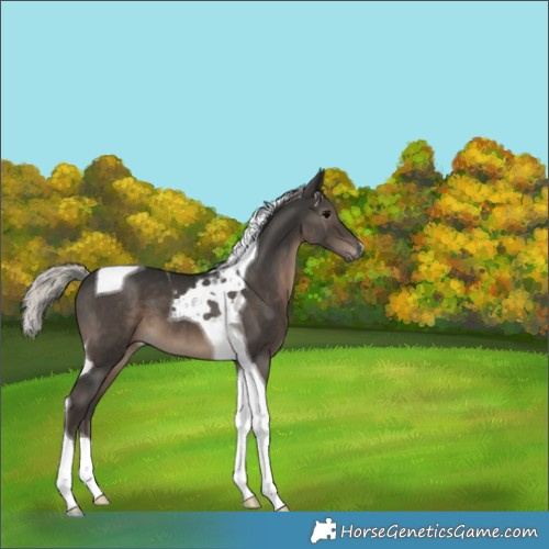 Horse Color:Gray Silver Black Tobiano Appaloosa 