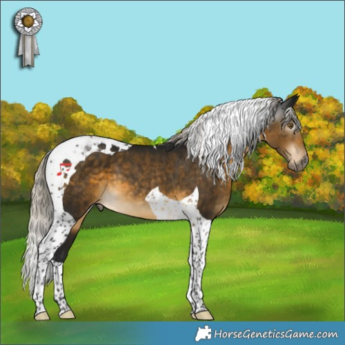 Horse Color:Gray Silver Buckskin Tobiano Varnish 