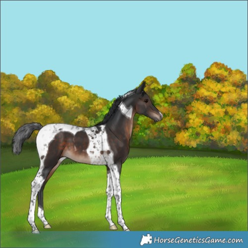 Horse Color:Brown Tobiano 