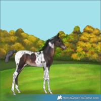 Horse Color:Brown Tobiano 