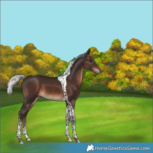 Horse Color:Silver Brown Tobiano 