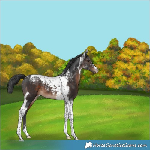 Horse Color:Brown Tobiano Varnish 