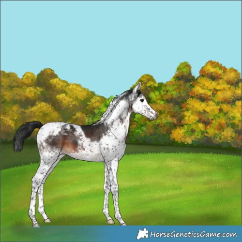 Horse Color:Gray Brown Splash Tobiano Appaloosa 