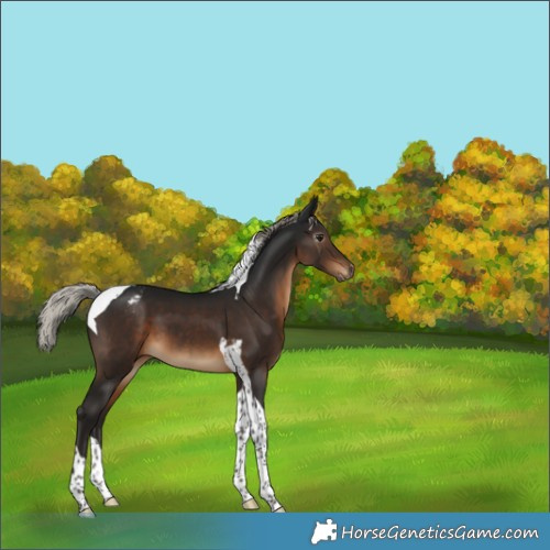 Horse Color:Gray Silver Brown Tobiano Appaloosa 