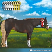 Horse Color:Liver Chestnut
