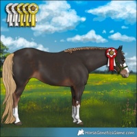 Horse Color:Liver Chestnut