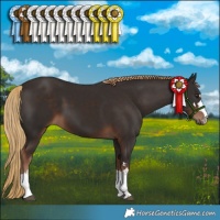 Horse Color:Liver Chestnut 