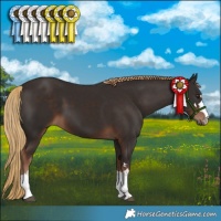 Horse Color:Liver Chestnut 