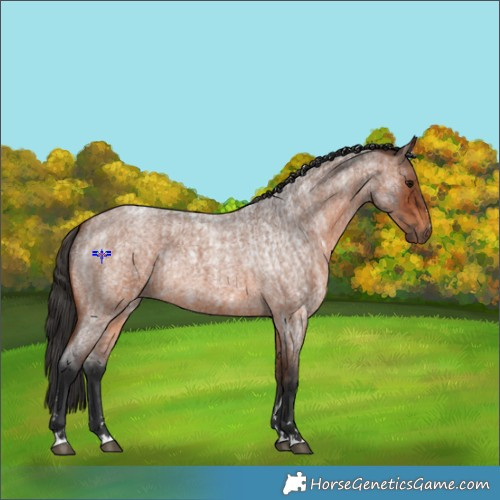 Horse Color:Brown Roan Rabicano  and Bay Roan Rabicano 