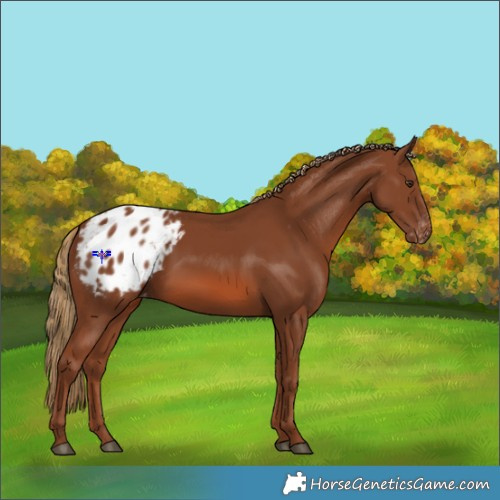 Horse Color:Chestnut Appaloosa 