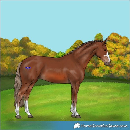 Horse Color:Chestnut 