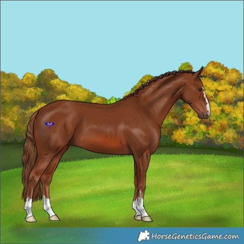 Horse Color:Chestnut 