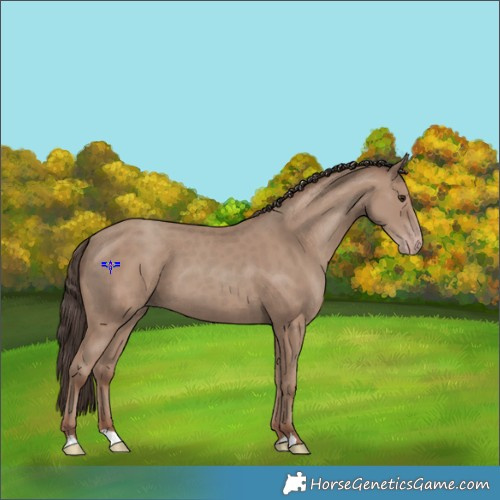Horse Color:Classic Champagne 