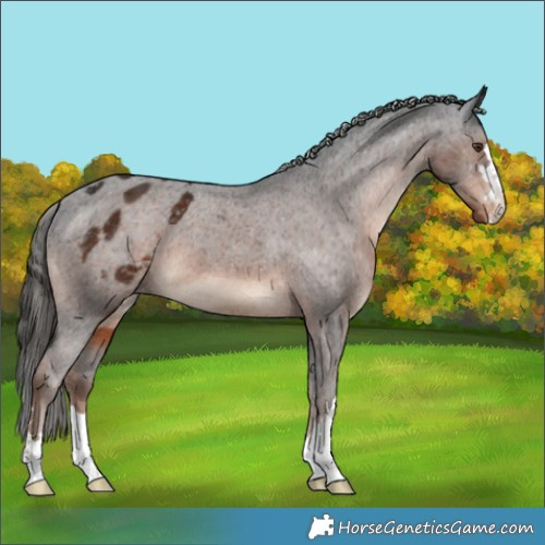 Horse Color:Liver Chestnut Appaloosa 