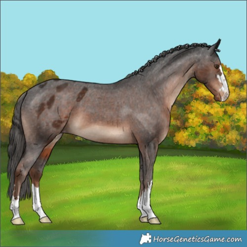 Horse Color:Liver Chestnut Appaloosa 