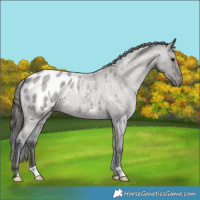 Horse Color:Grullo Roan Appaloosa 