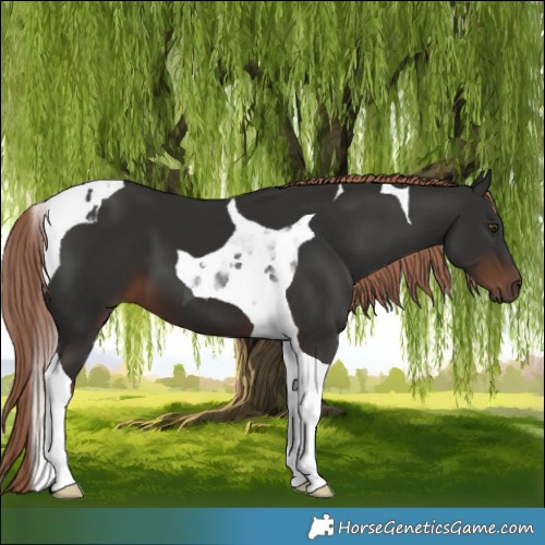 Horse Color:Liver Chestnut Tobiano 